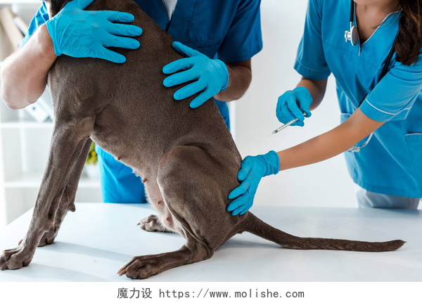 兽医给宠物狗注射疫苗兽医在同事接种疫苗时牵着灰狗的剪影